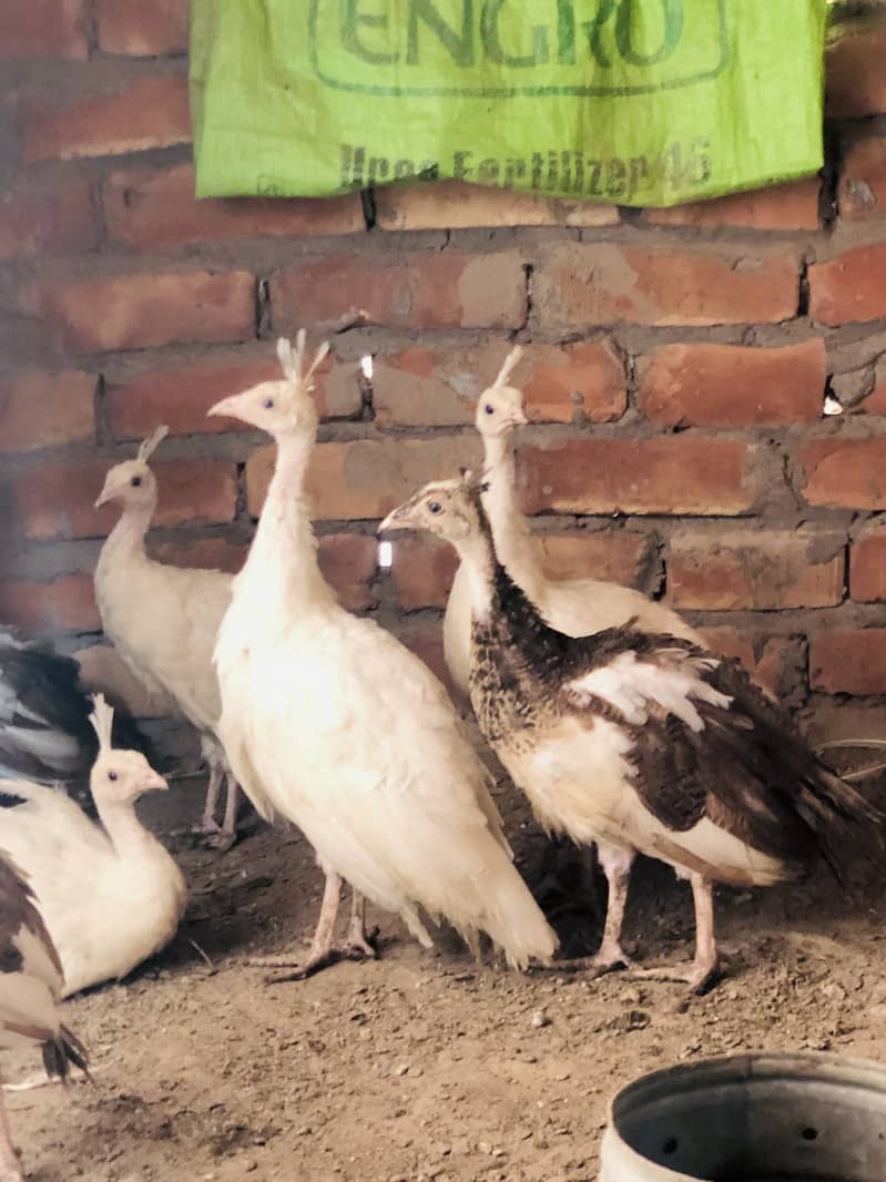 Peacocks  8
