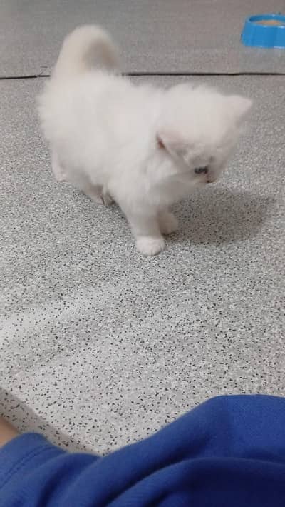 Male Perssian Doll Face Kittens