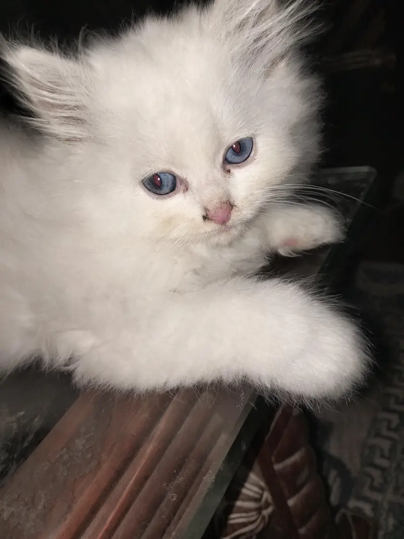 Male Perssian Doll Face Kittens — photo 2