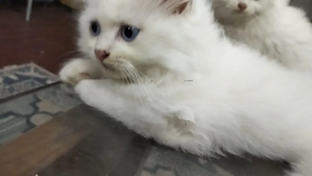 Male Perssian Doll Face Kittens — photo 3