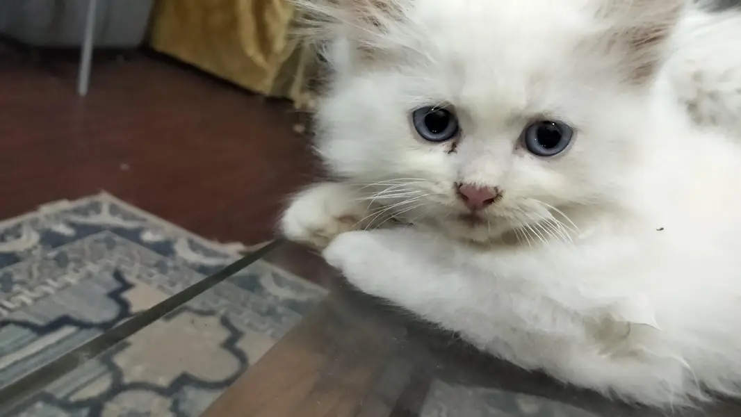 Male Perssian Doll Face Kittens — photo 4