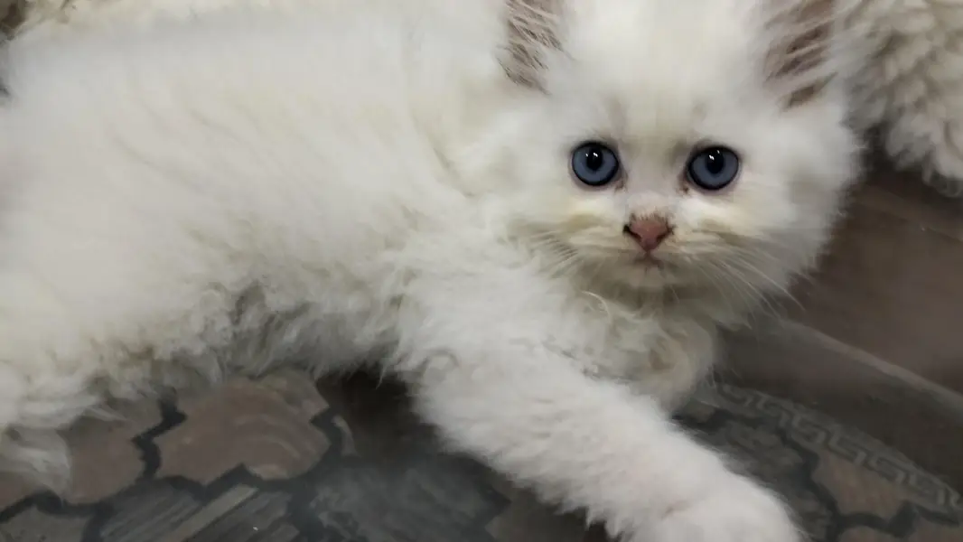 Male Perssian Doll Face Kittens — photo 5