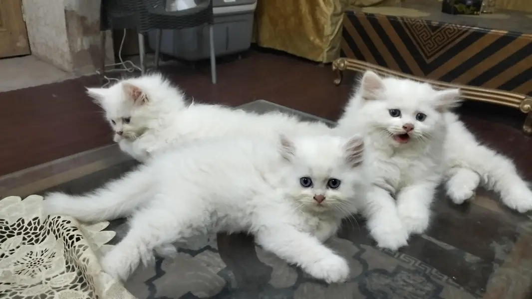 Male Perssian Doll Face Kittens — photo 6