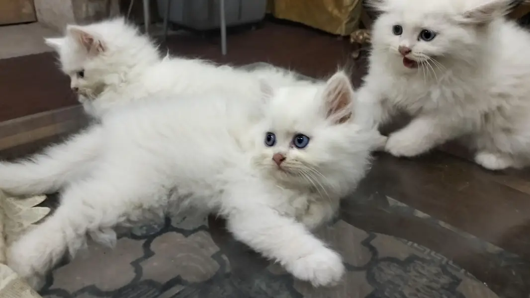 Male Perssian Doll Face Kittens — photo 7
