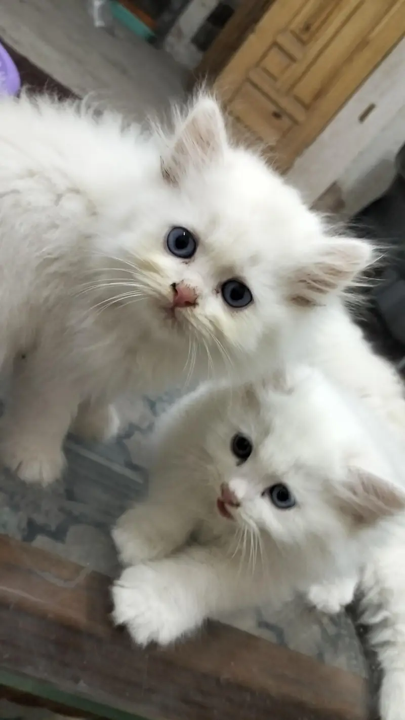 Male Perssian Doll Face Kittens — photo 8