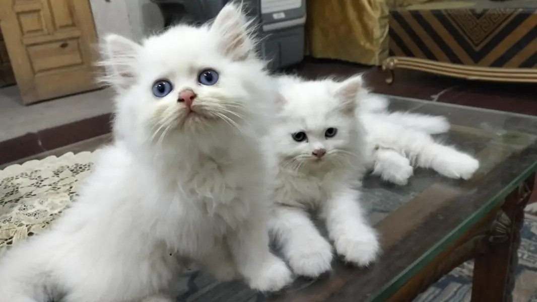 Male Perssian Doll Face Kittens — photo 9