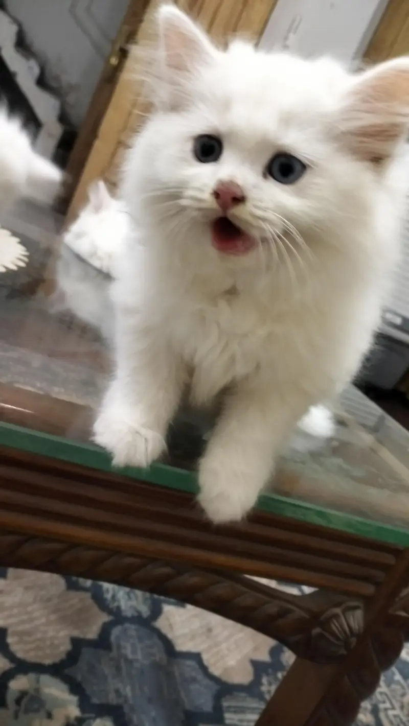 Male Perssian Doll Face Kittens — photo 10