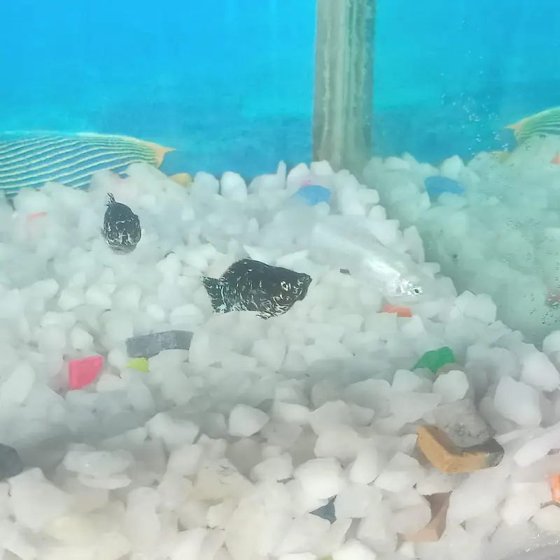 Fresh aquarium with fishs — photo 4