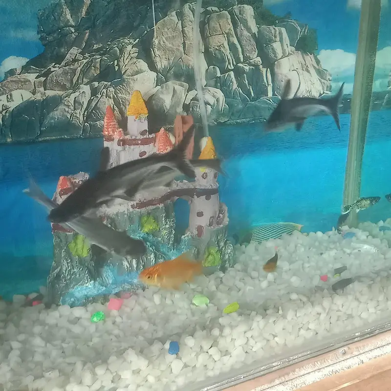 Fresh aquarium with fishs — photo 5