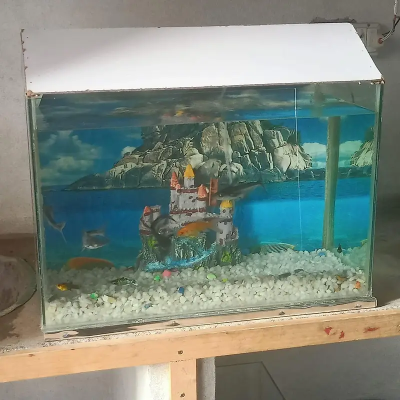 Fresh aquarium with fishs — photo 6