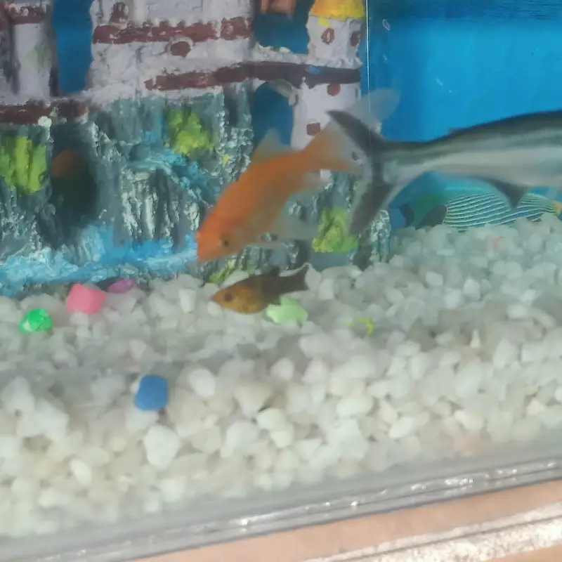Fresh aquarium with fishs — photo 7