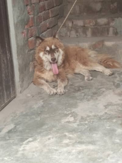 husky breeder female for sale