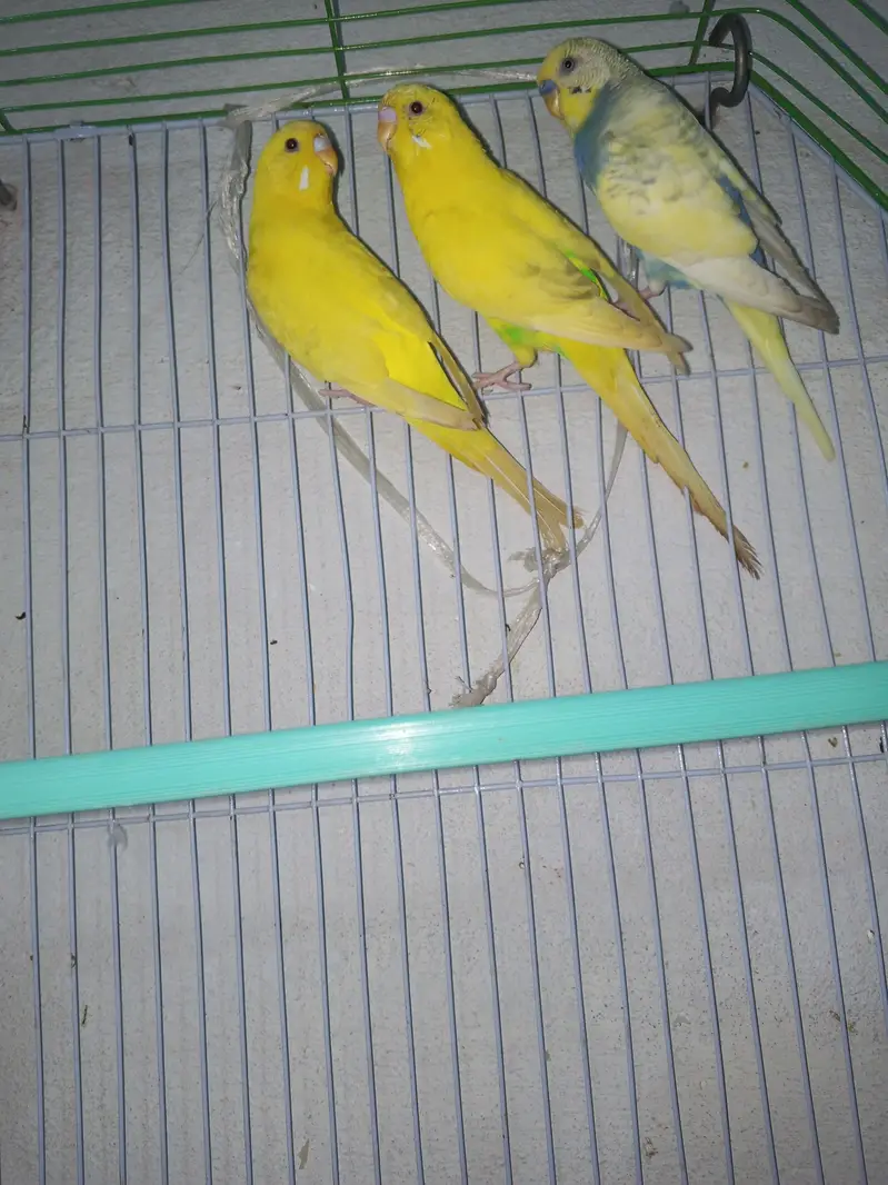 2 pair