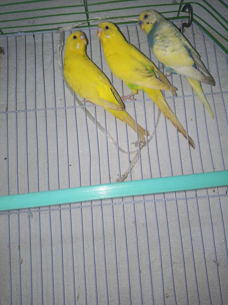 2 pair 6