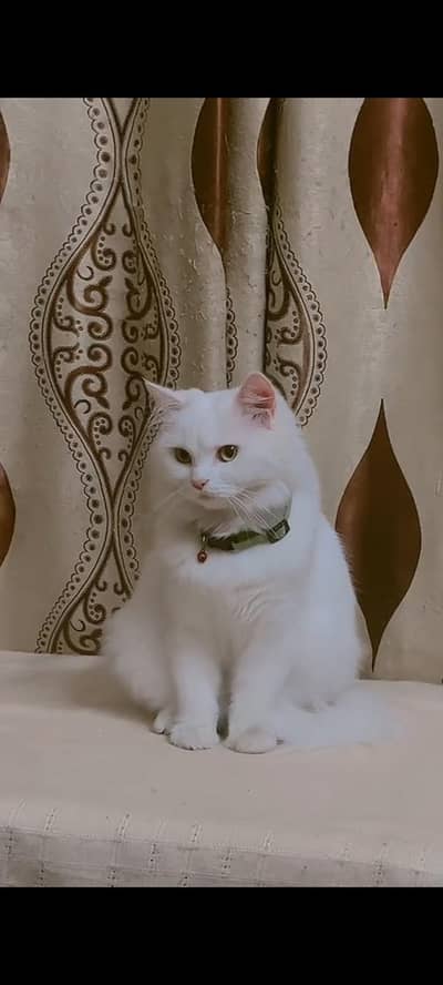 Persian Female Cat/Adult persian Cat/Long Hairs