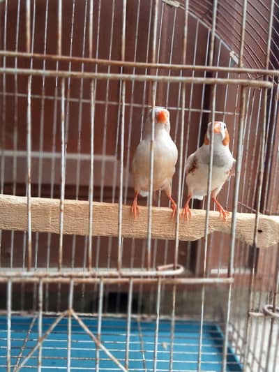 mutation finch