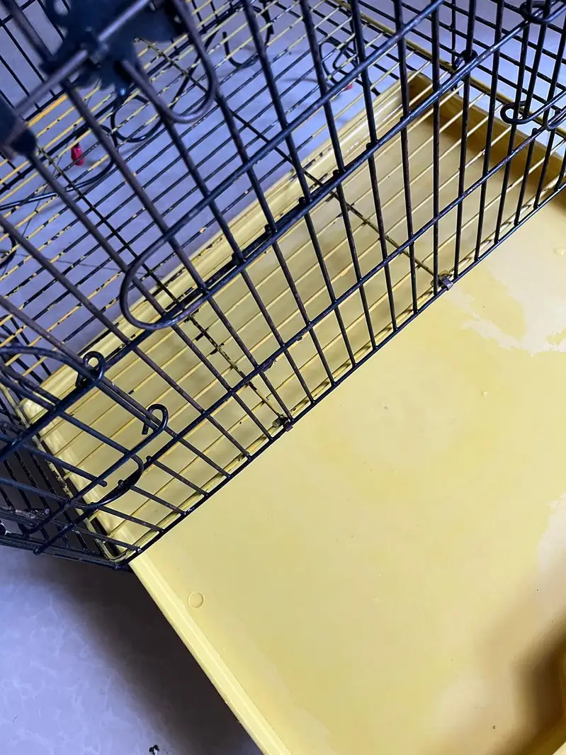 Imported Bird (Parrot) Cage For Sale In Johar Town — photo 12