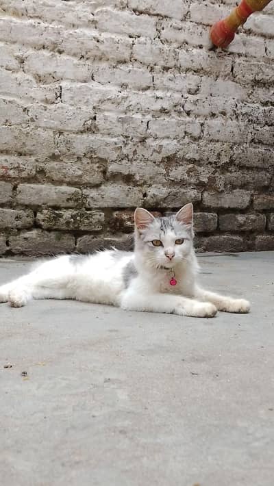 cat is sale