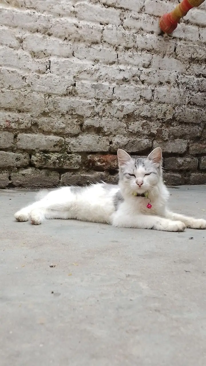 cat is sale — photo 2
