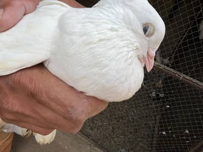 pigeons sell