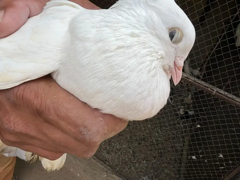 pigeons sell