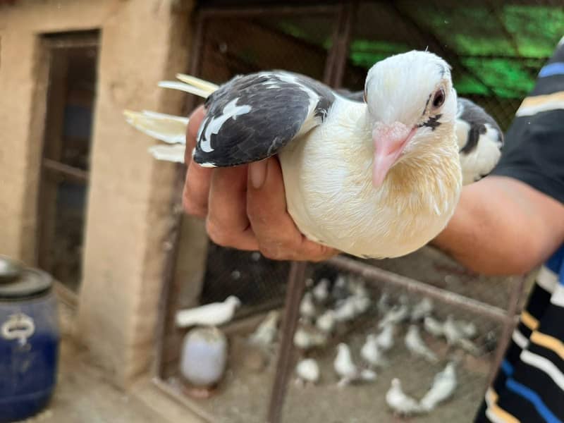 pigeons sell 1