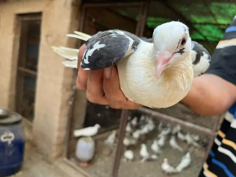 pigeons sell — photo 2
