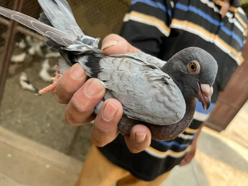 pigeons sell — photo 3