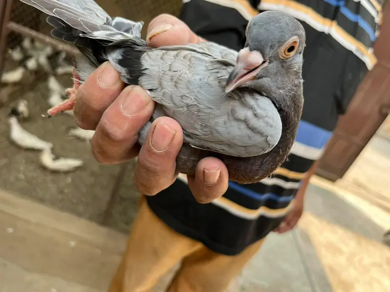 pigeons sell — photo 4