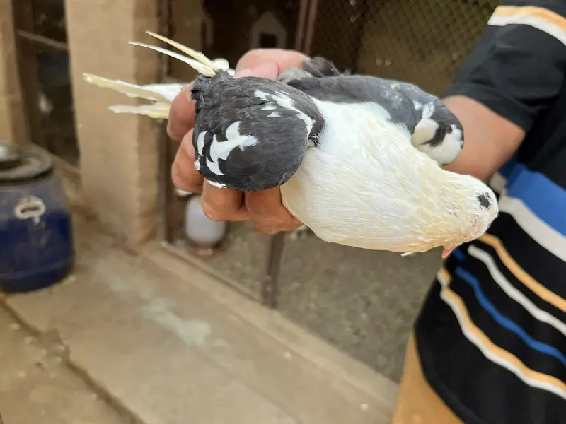pigeons sell — photo 5
