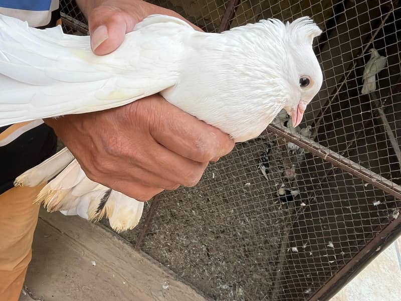 pigeons sell 6