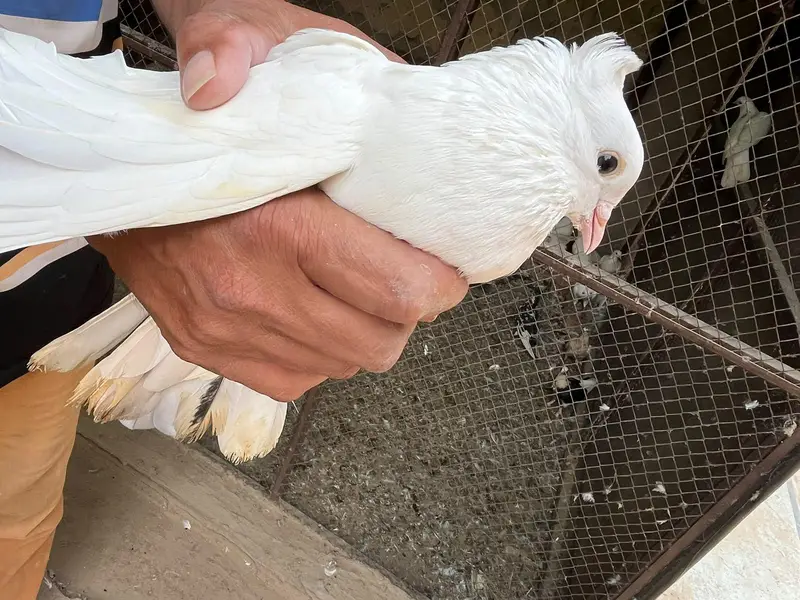 pigeons sell — photo 7