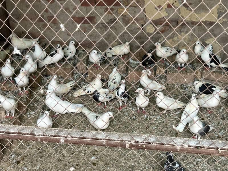 pigeons sell 7