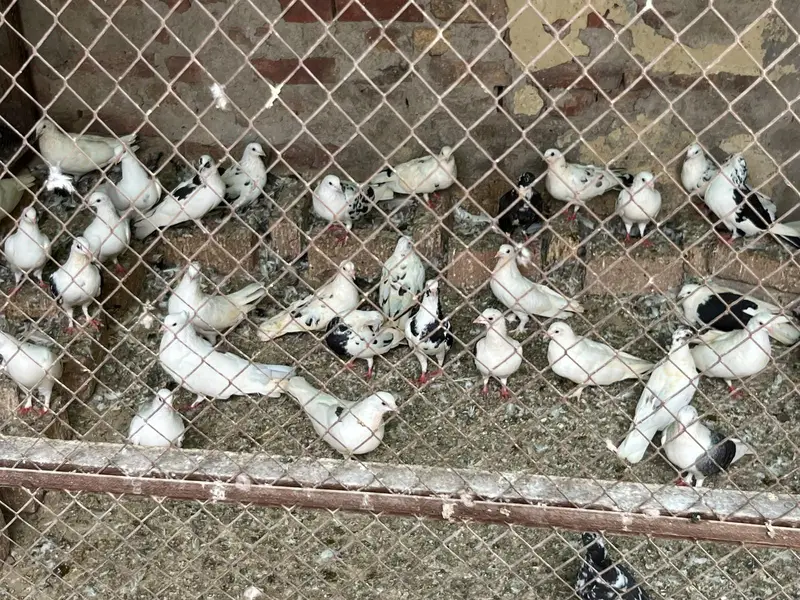pigeons sell — photo 8