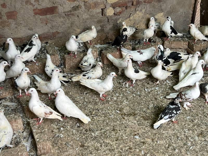 pigeons sell 8