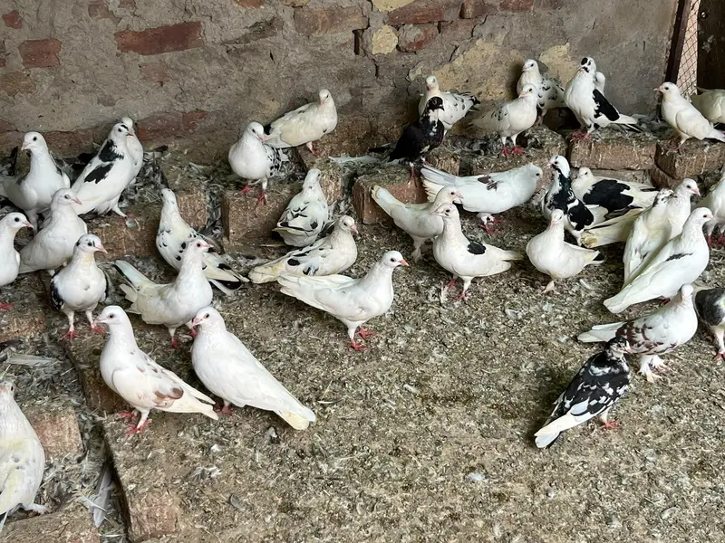 pigeons sell — photo 9