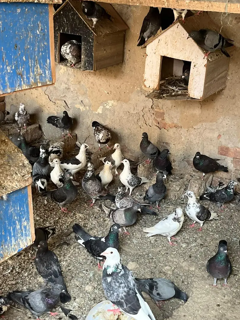 pigeons sell — photo 10