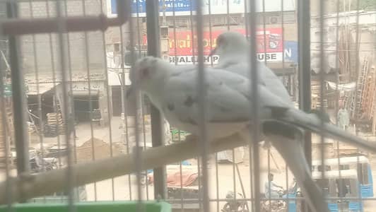 pine dove