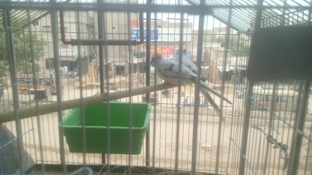 pine dove — photo 2