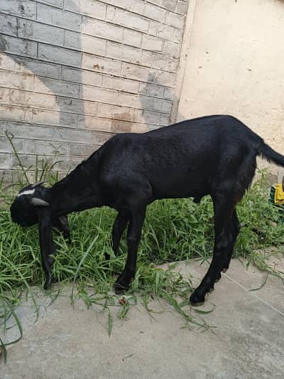beetal Bakra full black