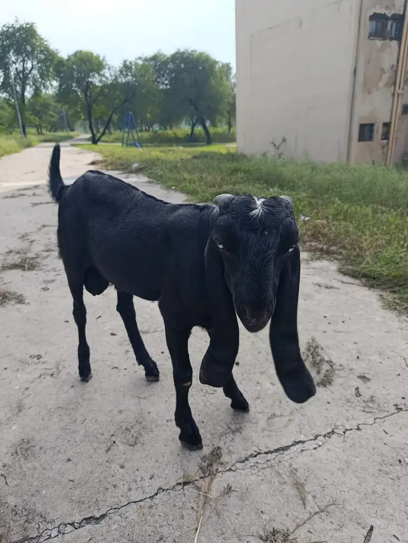 beetal Bakra full black — photo 2