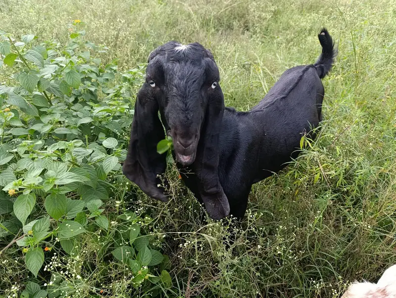 beetal Bakra full black — photo 3