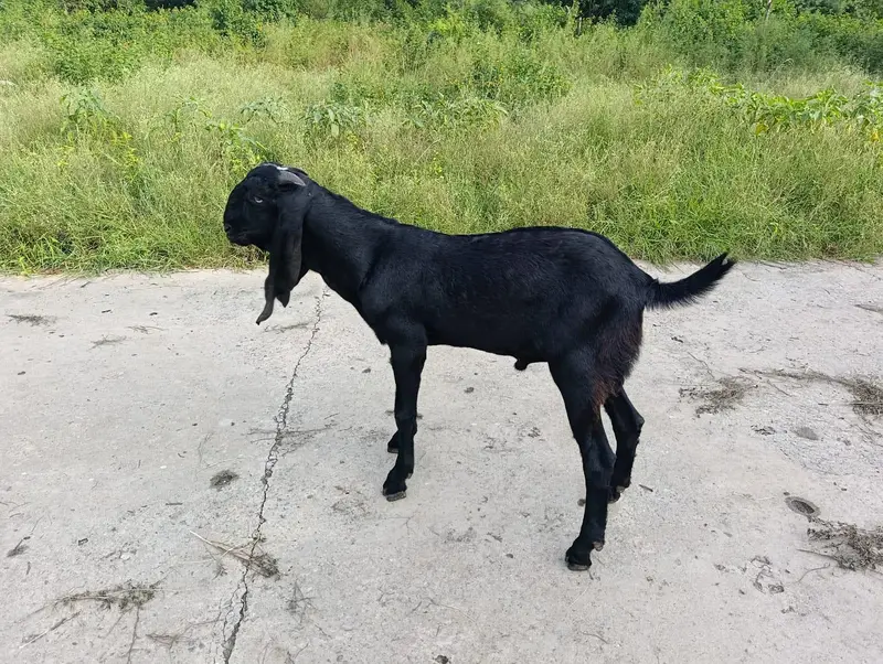 beetal Bakra full black — photo 4