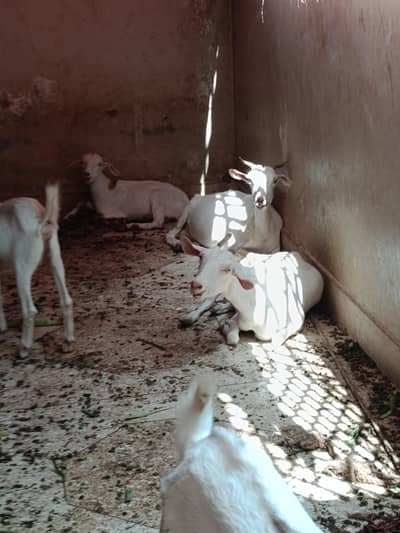 Pregnant Goats with Kids