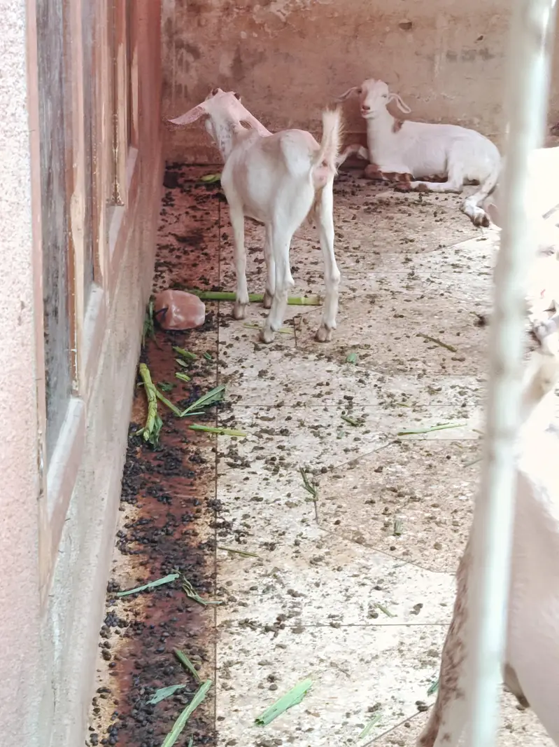 Pregnant Goats with Kids — photo 2