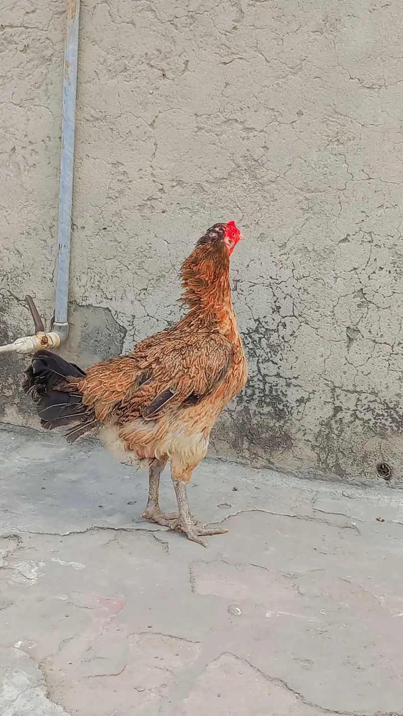 sell my pure desi murgi kurk wali — photo 3