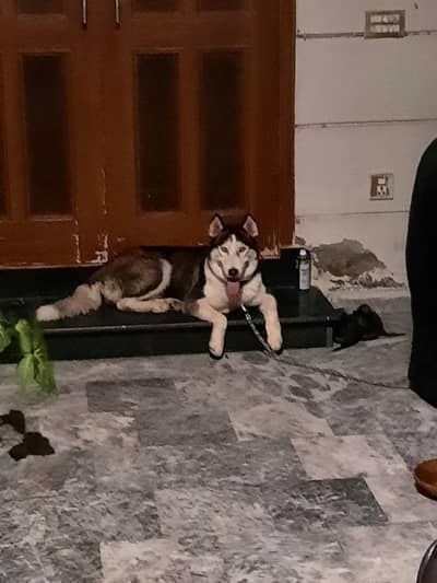 Siberian Husky