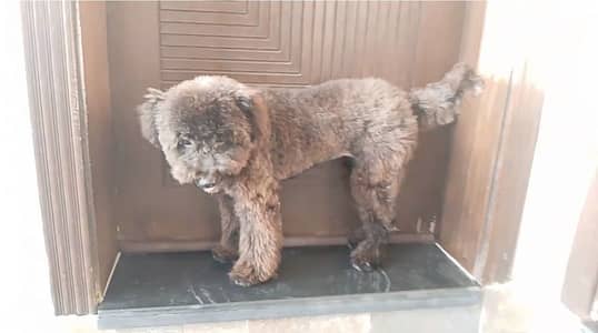Imported poodle for sale