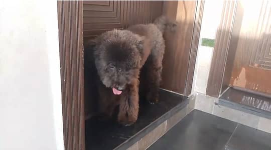 Imported Russian Poodle Female for Sale | available for sale |