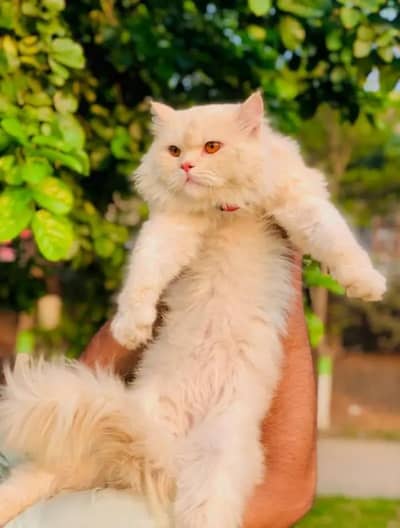 Persian Punch face triple coat cat